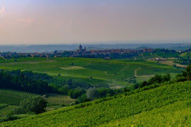 Haziran 'da İtalya' nın Piedmont kentindeki Alice Bel Colle yakınlarındaki Monferrato 'daki üzüm bağları. Unesco Dünya Mirası Sitesi.