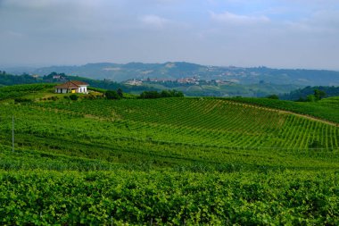 Haziran 'da İtalya' nın Piedmont kentindeki Alice Bel Colle yakınlarındaki Monferrato 'daki üzüm bağları. Unesco Dünya Mirası Sitesi.