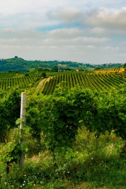 Haziran 'da İtalya' nın Piedmont kentindeki Alice Bel Colle yakınlarındaki Monferrato 'daki üzüm bağları. Unesco Dünya Mirası Sitesi.
