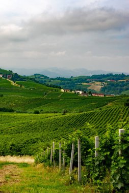 Haziran 'da İtalya' nın Piedmont kentindeki Alice Bel Colle yakınlarındaki Monferrato 'daki üzüm bağları. Unesco Dünya Mirası Sitesi.