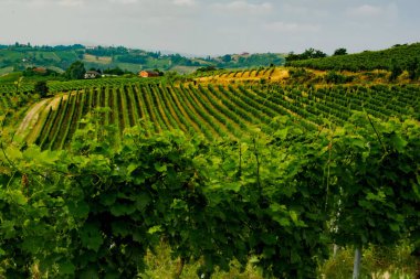 Haziran 'da İtalya' nın Piedmont kentindeki Alice Bel Colle yakınlarındaki Monferrato 'daki üzüm bağları. Unesco Dünya Mirası Sitesi.