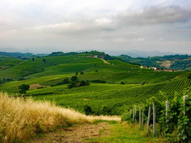 Haziran 'da İtalya' nın Piedmont kentindeki Alice Bel Colle yakınlarındaki Monferrato 'daki üzüm bağları. Unesco Dünya Mirası Sitesi.