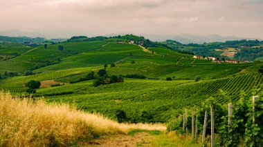 Haziran 'da İtalya' nın Piedmont kentindeki Alice Bel Colle yakınlarındaki Monferrato 'daki üzüm bağları. Unesco Dünya Mirası Sitesi.