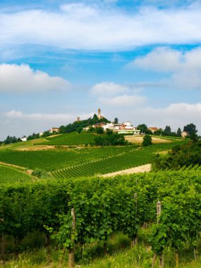 Haziran 'da İtalya' nın Piedmont kentindeki Alice Bel Colle yakınlarındaki Monferrato 'daki üzüm bağları. Unesco Dünya Mirası Sitesi.