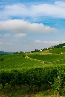 Haziran 'da İtalya' nın Piedmont kentindeki Alice Bel Colle yakınlarındaki Monferrato 'daki üzüm bağları. Unesco Dünya Mirası Sitesi.