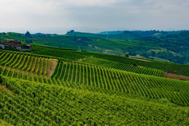 Haziran 'da İtalya' nın Piedmont kentindeki Alice Bel Colle yakınlarındaki Monferrato 'daki üzüm bağları. Unesco Dünya Mirası Sitesi.
