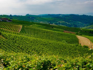 Haziran 'da İtalya' nın Piedmont kentindeki Alice Bel Colle yakınlarındaki Monferrato 'daki üzüm bağları. Unesco Dünya Mirası Sitesi.