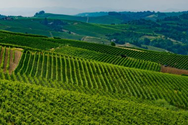 Haziran 'da İtalya' nın Piedmont kentindeki Alice Bel Colle yakınlarındaki Monferrato 'daki üzüm bağları. Unesco Dünya Mirası Sitesi.