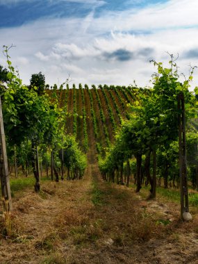 Monferrato 'daki üzüm bağları Ricaldone yakınlarında, Alessandria ili, Piedmont, İtalya