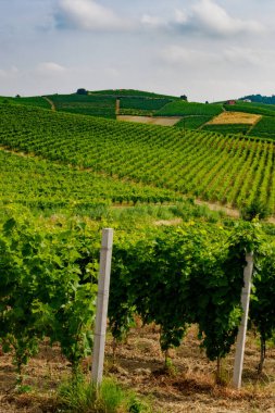 Monferrato 'daki üzüm bağları Ricaldone yakınlarında, Alessandria ili, Piedmont, İtalya