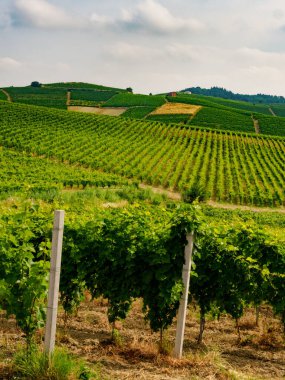 Monferrato 'daki üzüm bağları Ricaldone yakınlarında, Alessandria ili, Piedmont, İtalya
