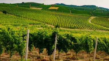 Monferrato 'daki üzüm bağları Ricaldone yakınlarında, Alessandria ili, Piedmont, İtalya