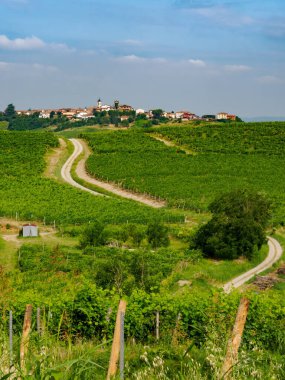 Monferrato 'daki üzüm bağları Ricaldone yakınlarında, Alessandria ili, Piedmont, İtalya