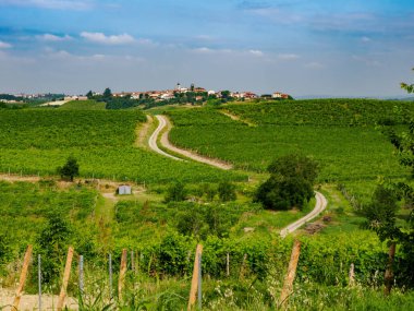 Monferrato 'daki üzüm bağları Ricaldone yakınlarında, Alessandria ili, Piedmont, İtalya