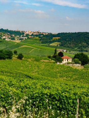 Maranzana yakınlarındaki Monferrato 'daki üzüm bağları, Alessandria ili, Piedmont, İtalya