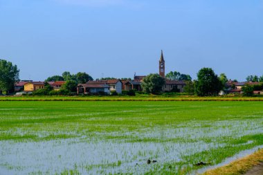 Lomellina Valeggio yakınlarındaki pirinç tarlaları, Pavia ili, Lombardy, İtalya