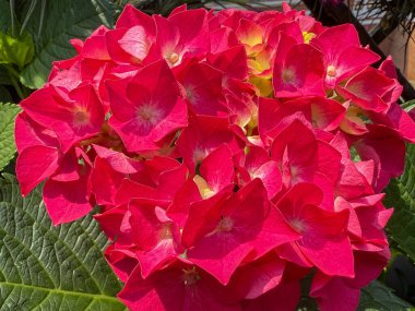 Haziran 'da İtalya, Lombardiya, Milan' da bir bahçede ortanca Macrophylla.