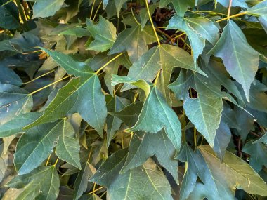 Haziran 'da İtalya, Lombardiya' daki Milan bahçesinde Hedera sarmalı