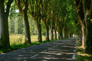 Provence Apt ve ağaçlar, Haziran vasıl satır içeren Manosque (Provence-Alpes-Cote d'Azur, Fransa) arasında tipik yol