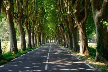 Provence Apt ve ağaçlar, Haziran vasıl satır içeren Manosque (Provence-Alpes-Cote d'Azur, Fransa) arasında tipik yol