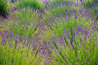 Alan lavanta Provence (Fransa), Bahar ((Haziran)