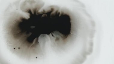 Boya sıçraması. Mürekkep damlası. Islak çamur lekesi. Odaklanmamış siyah sıvı, beyaz grunge soyut arkaplan üzerine serpme hareketi.
