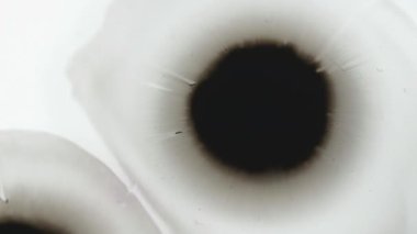Siyah mürekkep sıçraması. Suyun içine boya damlıyor. Islak serpinti. Bulanık sıvı sızıntısı beyaz geçişin soyut arka planında dalga akışı hareketi yayıyor.