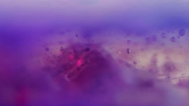 스플래시 페인트 유화액 초점화된 자주색 분홍색 반투명 물방울 추상적인 — 비디오