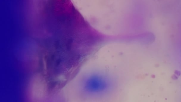 ジェリー バブル ゲルフリードロップ インク水 分割されたネオンブルーの紫色の色の半透明な紫色の液体のペンキの円は動きの芸術抽象的な背景を浮かべます — ストック動画