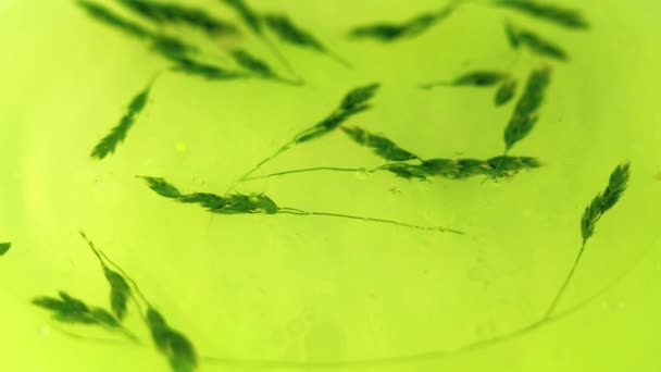 Ölverlust Kräuterserum Defokussiert Gelb Grün Farbe Spärlich Weizen Ähren Fließen — Stockvideo