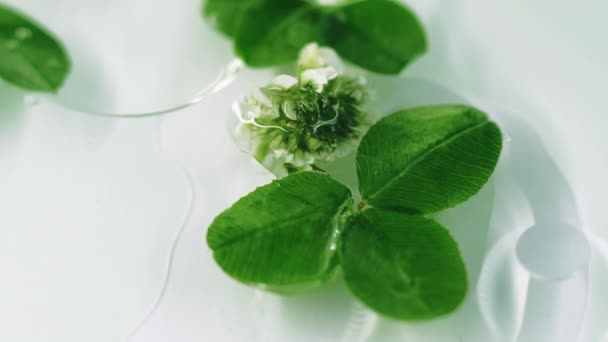 Esencia Orgánica Cosmética Herbal Las Hojas Trébol Verde Desenfocado Florecen — Vídeo de stock