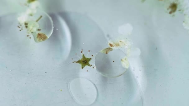 Szerves Esszencia Aroma Olaj Defokalizált Fehér Cseresznyevirág Szirmok Úszó Folyadék — Stock videók