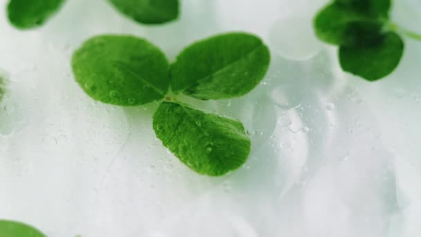 Kruidenserum Gezonde Cosmetica Gedempte Groene Organische Klaver Bladeren Wrapping Gel — Stockvideo