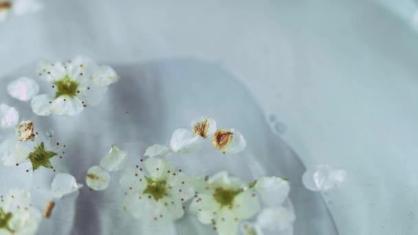 Petală Blândă Esența Naturală Defocalizat Alb Cires Floare Mere Aromă — Videoclip de stoc