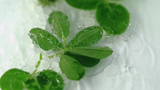 Doğal Jel Bitkisel Şampuan Odaklanamayan Yeşil Yonca Yaprakları Şeffaf Yağ — Stok video