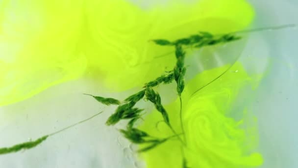 Cosmétique Naturelle Liquide Huile Défocalisé Jaune Vert Blé Tige Encre — Video