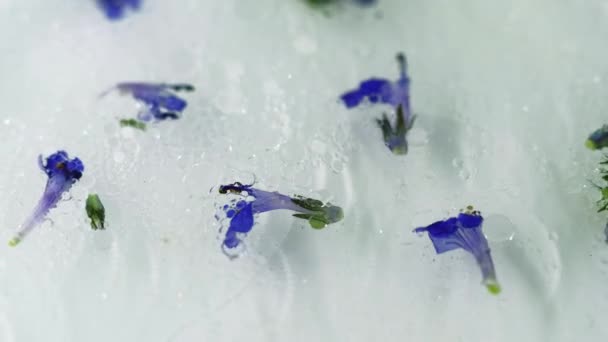 フラワーバス 有機モイスチャライザー ゲルの凍結自然な健康な処置の抽象的な背景に浮かぶ不分割された紫色の紫色の香りの花 — ストック動画