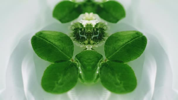 有機油について ハーブエッセンス 割り当てられた緑のクローバーは香りのゲルの液体ミラー効果の対称的な抽象的な背景で浮かぶ咲きます — ストック動画