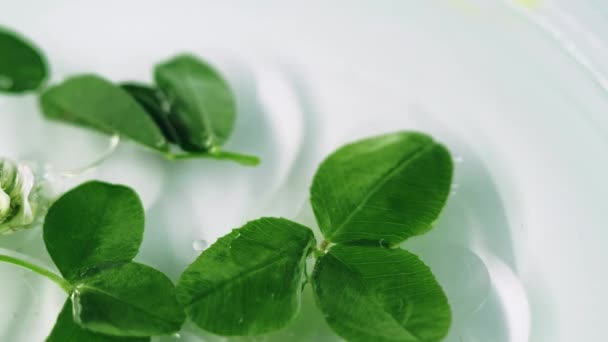Herbal Oil Fresh Cosmetic Defocused Green Organic Foliage Leaves Rotating — Stock Video