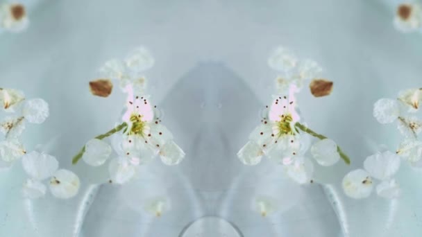 Flor Maçã Cheiro Fresco Desfocado Flor Suave Pétalas Orgânicas Óleo — Vídeo de Stock