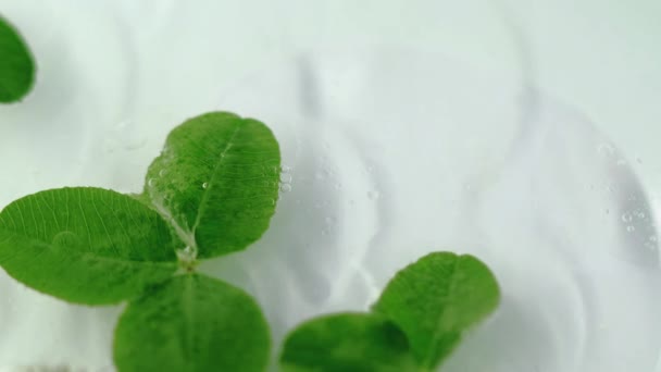 Aceite Natural Esencia Herbal Hojas Follaje Fresco Verde Desenfocado Girando — Vídeo de stock