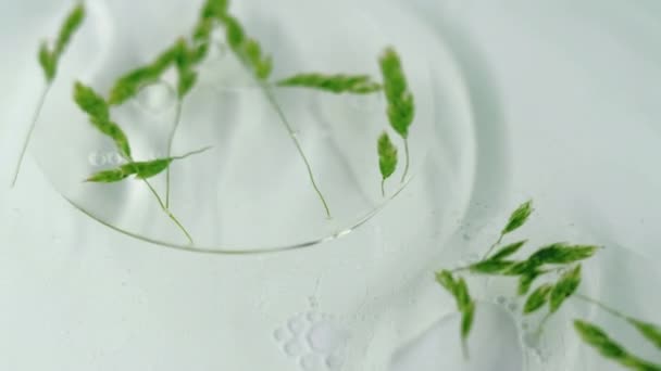 Suero Natural Textura Aceite Planta Tallo Verde Desenfocada Girando Dentro — Vídeos de Stock