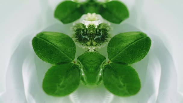 Aceite Orgánico Esencia Herbal Flor Hojas Trébol Verde Desenfocado Flotando — Vídeo de stock