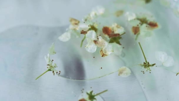 フローラルオイル ハーブフリード 分解された香りの新鮮な有機的な桜の花の流れの血清のスパの本質水ゲル バブル円の抽象的な背景 — ストック動画
