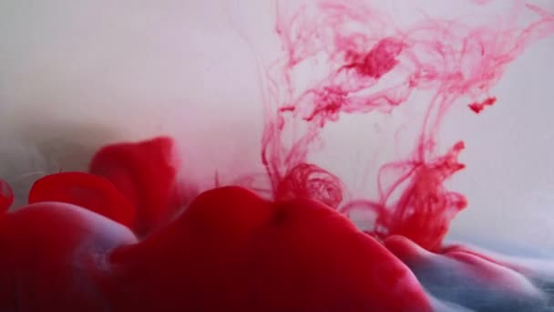 インク雲の流れ スモークペイント 明るい赤い赤い血のクリムゾン色水液体のヘイズ波動は 分解された白い抽象的なアートの背景に — ストック動画