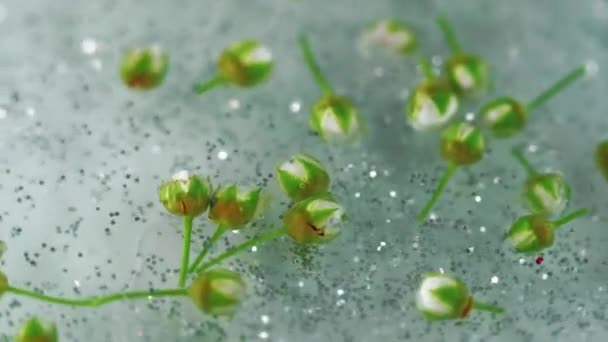 Flores Brilhantes Textura Brilhante Prata Desfocado Cor Cinza Verde Espumante — Vídeo de Stock