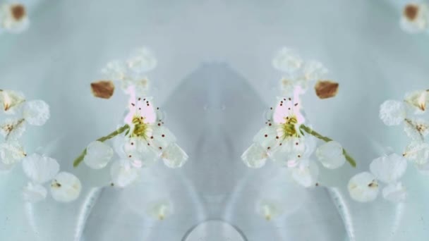 Apfelblüte Frischer Duft Defokussiert Sanft Blume Organische Blütenblätter Flüssigkeit Textur — Stockvideo