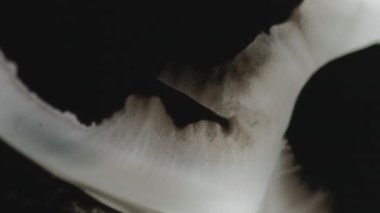 Siyah mürekkep dökülmüş. Suyun içine boya damlıyor. Islak toprak leke. Odaklanamayan koyu sıvı sızıntısı beyaz soyut arkaplanda dalga akışı hareketi yayıyor.