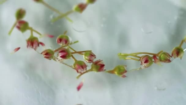 Bloemenknop Water Oliepbel Verf Gedempt Roze Groen Grijs Witte Kleur — Stockvideo