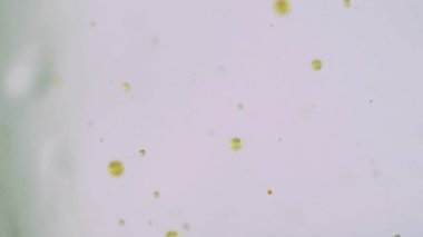 Yağ atomu. Mürekkep kabarcıkları. Odaklanmamış gri turuncu renk damlayan emülsiyon serumu yüzen su molekülleri ıslak boya soyut sanat arka planında hareket ediyor.